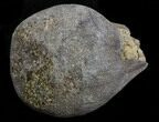 Cretaceous Palm Fruit Fossil - Hell Creek Formation #34519-1
